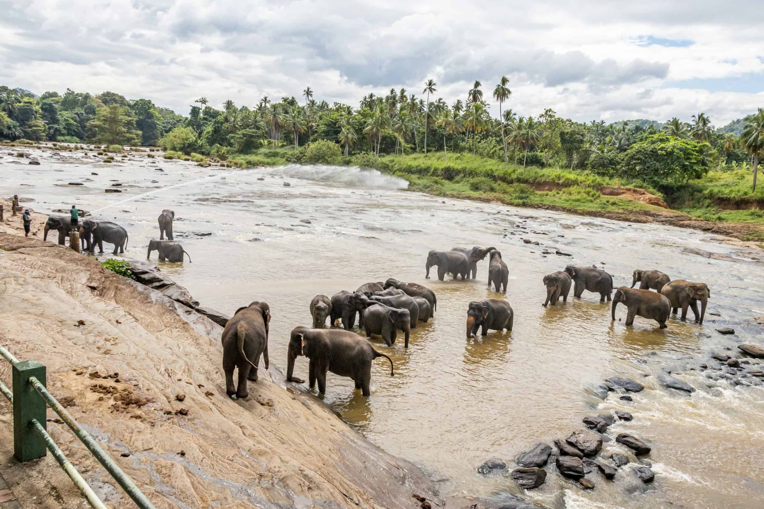 Typický obrázok zo Srí Lanky - slony kúpajúce sa v rieke v Pinnawale-min sri lanka slony