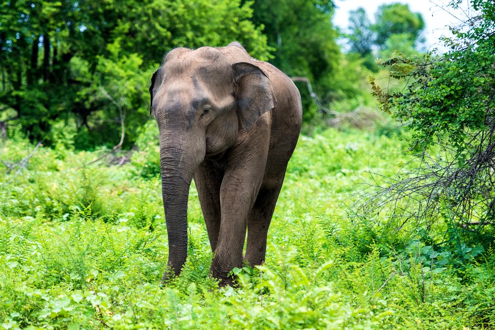 Slon - Sri Lanka