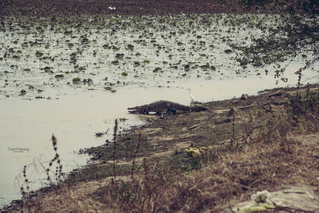 Krokodýly v Kumana National Park