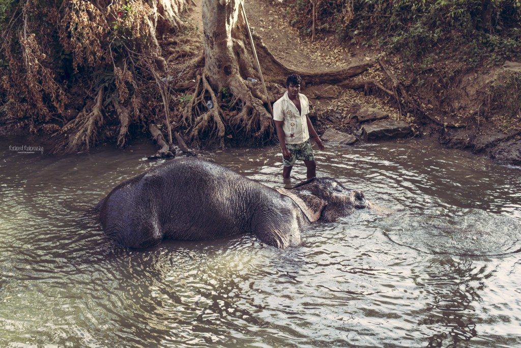 kúpanie slona v Sigiriya