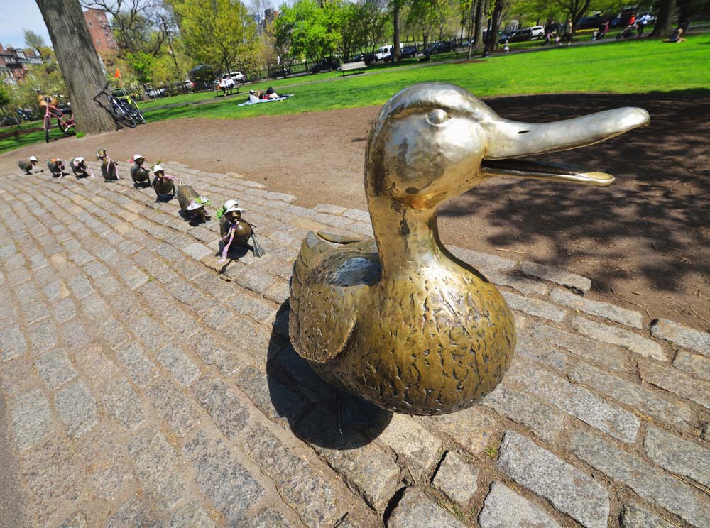 Boston - bronzové kačky
