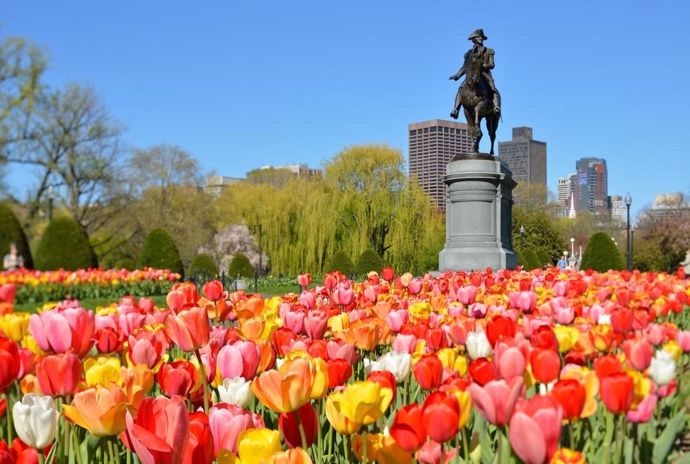 Boston - záhrada tulipány