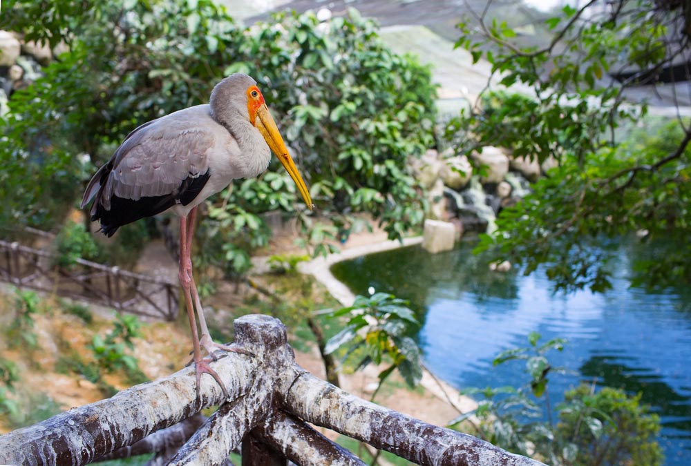 Bird Park