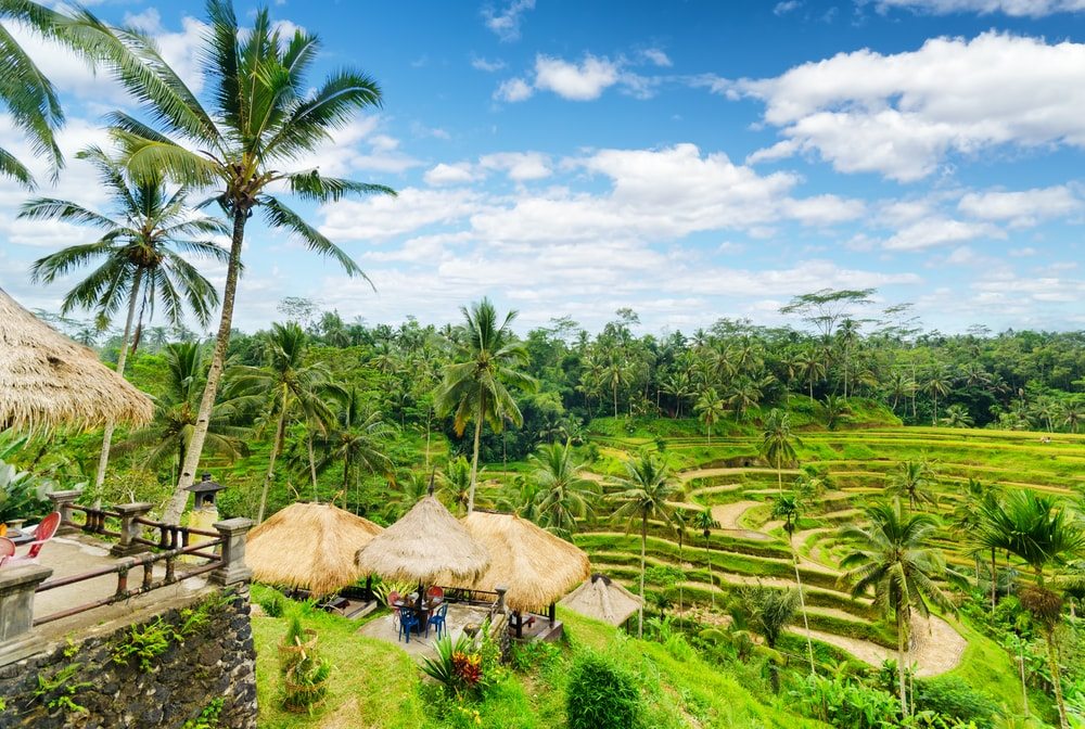 bali ryzove polia-min