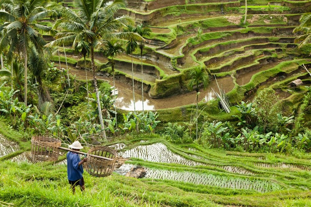 Ryžové polia na Bali