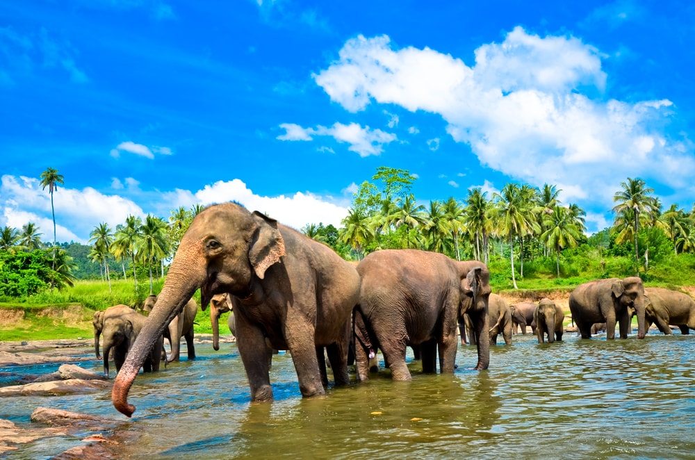 Slony na Sri Lanke
