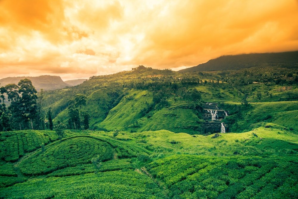 Cajove plantaze na Sri Lanke