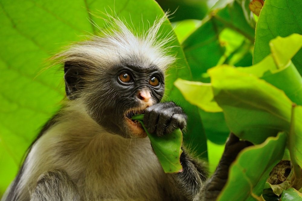 Chranene opice na Zanzibare-min