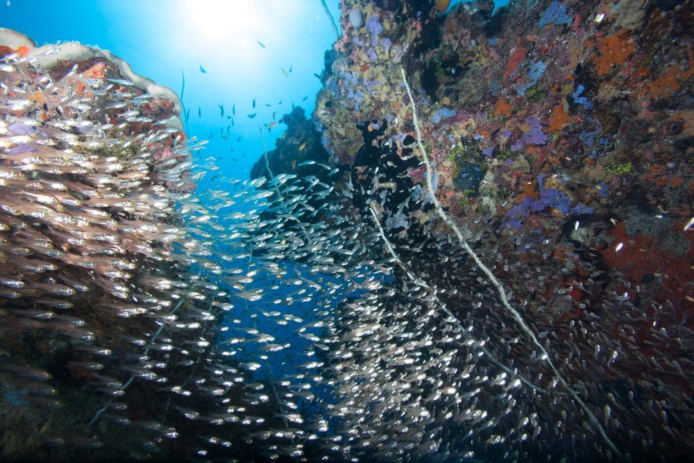 Podmorsky svet Zanzibar