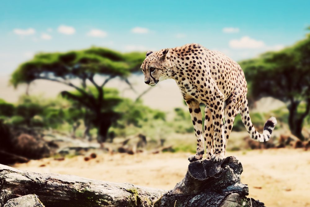 gepard-v-afrike