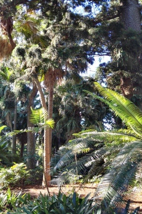 kralovska botanicka zahrada sydney