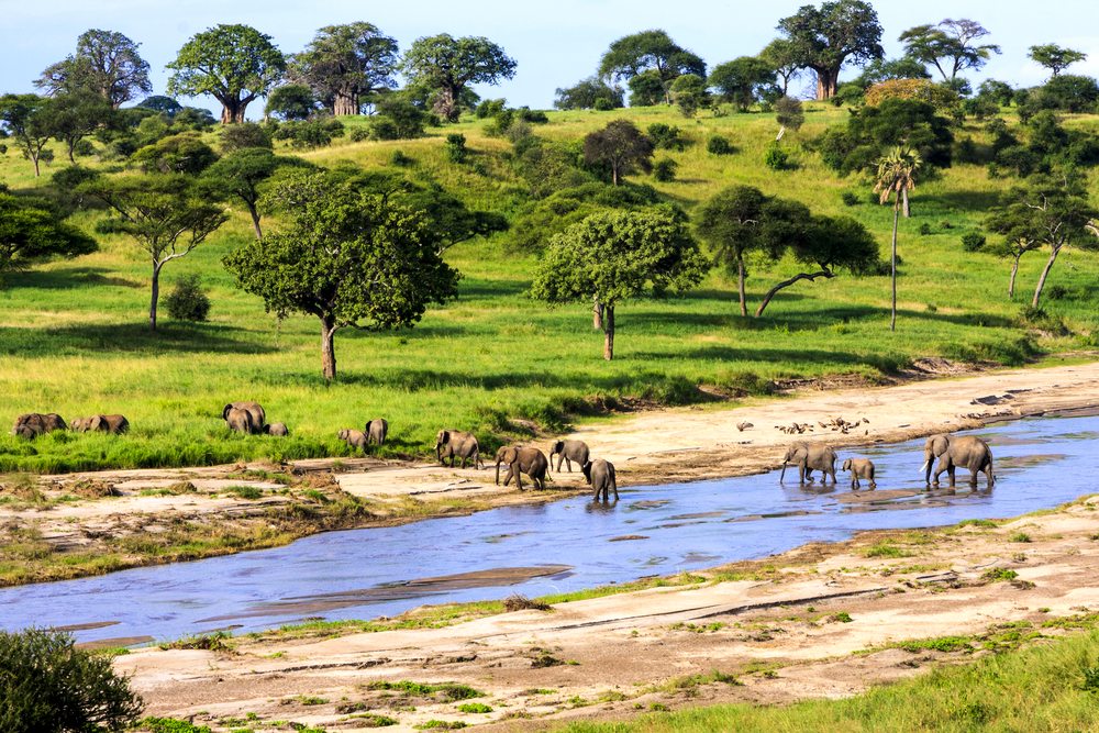 tanzania-safari