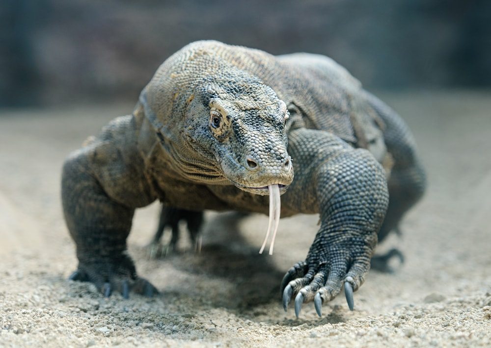 varan indonezsky