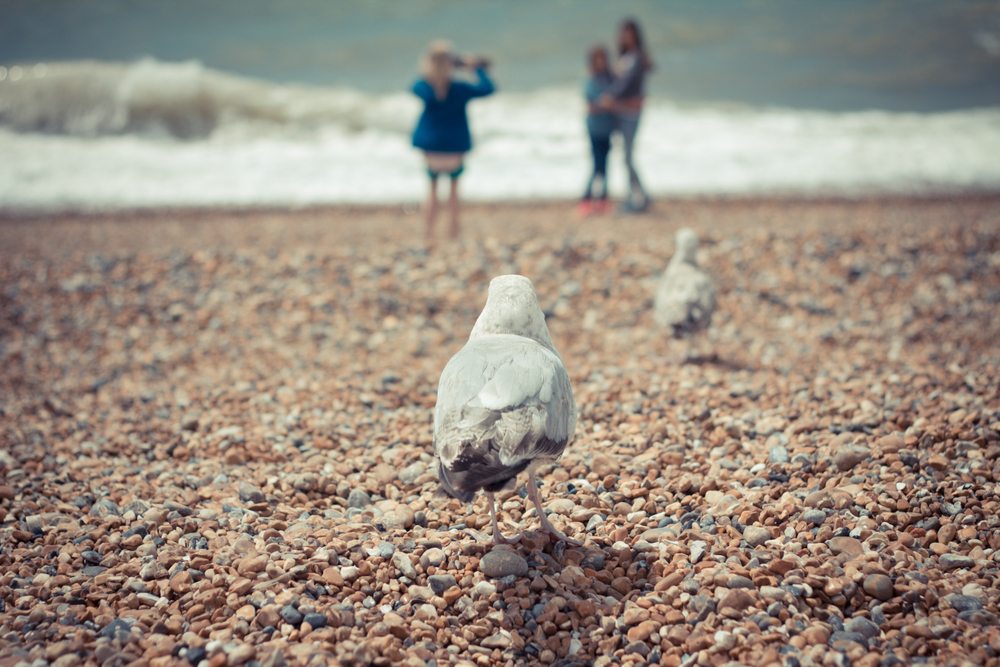 brighton