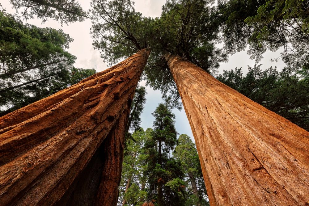 sequoia