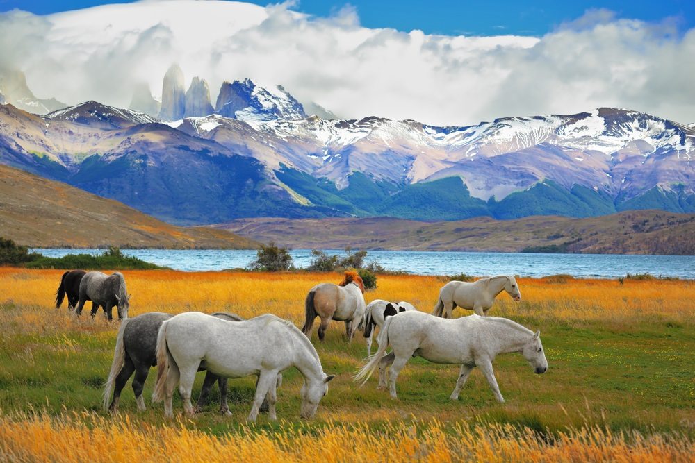 Torres del Paine National Park, Čile Leť do Čile aj v TOP sezóne od 799€: zaži unikátnu prírodu a legedárnu Patagóniu