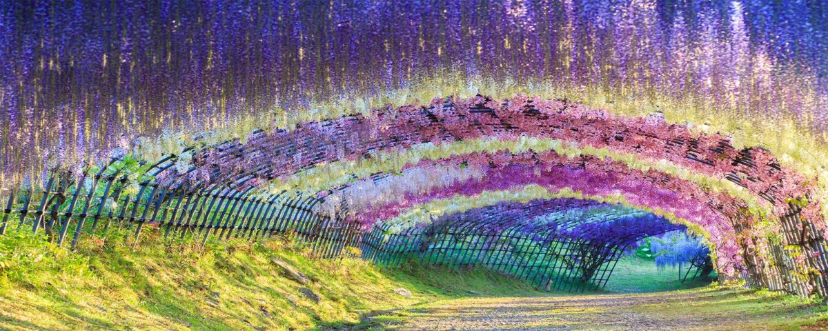 Wisteria tunel titulka 7 najkrajších prírodných tunelov sveta