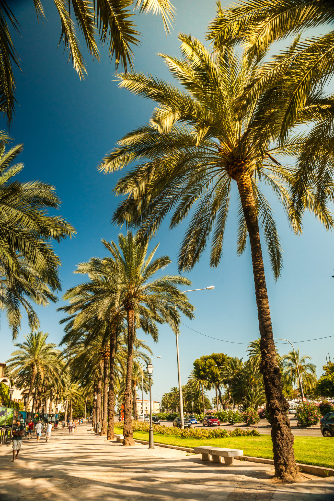 palmy_mallorca MALORKA alebo IBIZA? Navštívte krásky Baleárov a užite si dovolenku naplno!
