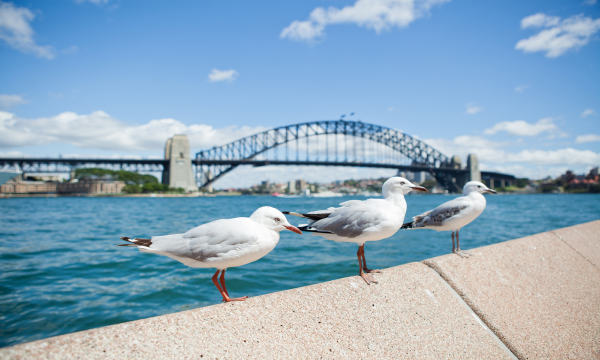 Bridge Sydney Láka ťa Austrália? Zisti, ktoré mesto je pre teba (+ letenky od 679€)
