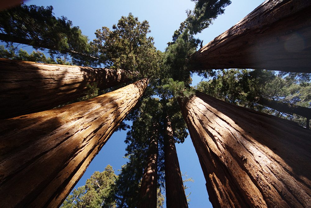 Roadtrip za 4 týždne okolo USA: Sequoia a Kings Canyon (diel dvanásty)