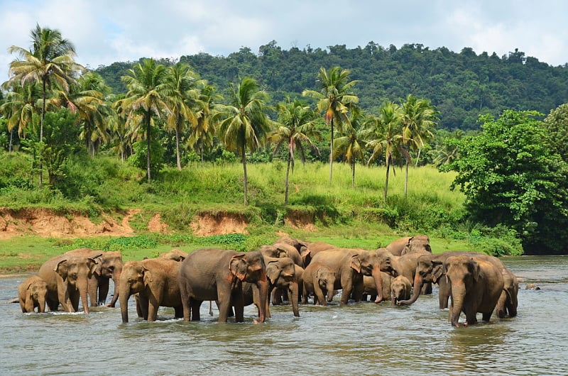 Poznávacia cesta Srí Lankou s hotelmi, letenkami a sprievodcom 1389 €