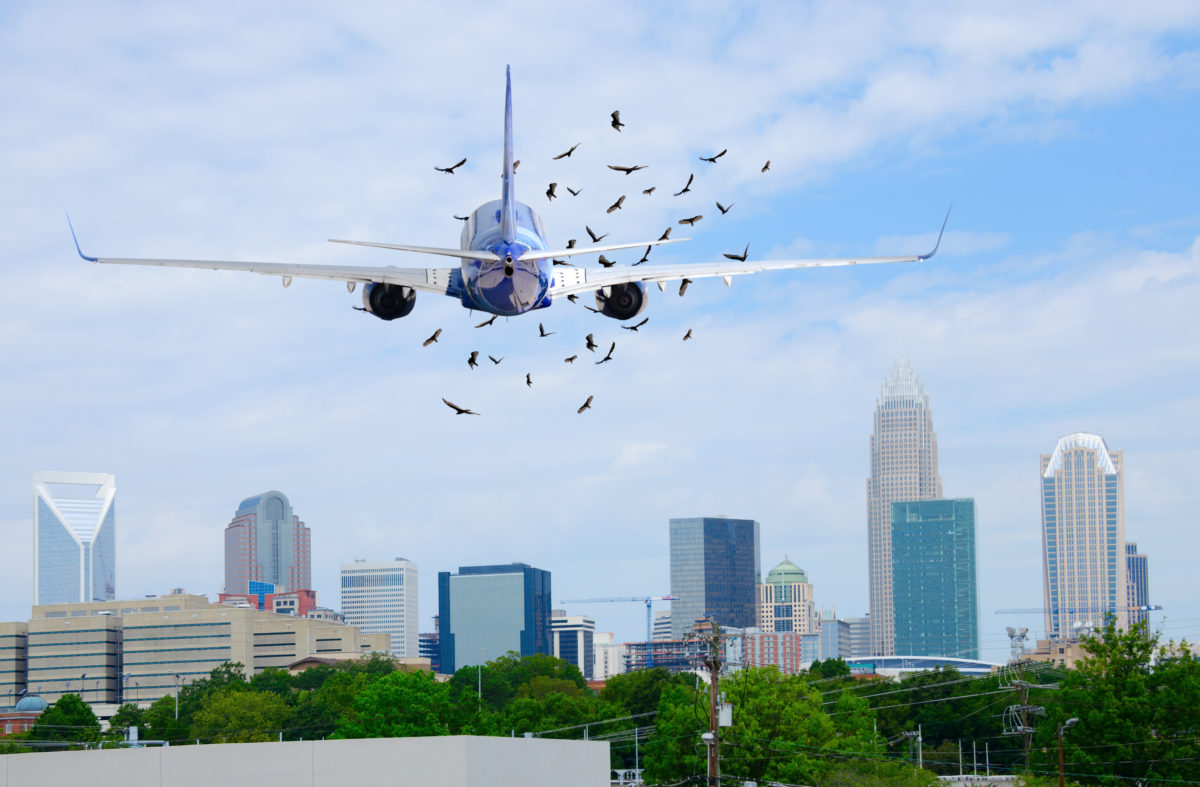 plane birds lietadlo vtaky Prasiatka aj vôňa hrozna. Ako letiská odplašujú vtáctvo?