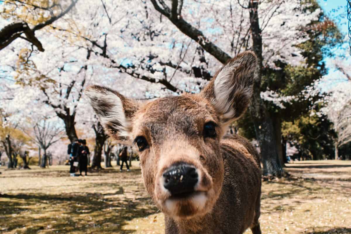 agathe-marty-mdSz_AY5Hi8-unsplash 8 Najkrajších národných parkov v Japonsku
