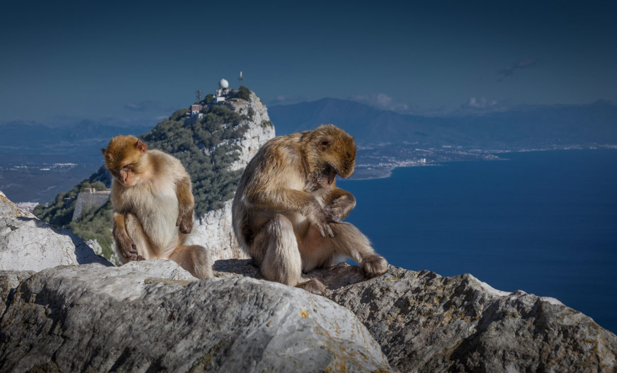 lacny pobyt pelikan gibraltar andaluzia Ahoj makak, ahoj more! Gibraltár a Torremolinos v jednom balíku od 379€