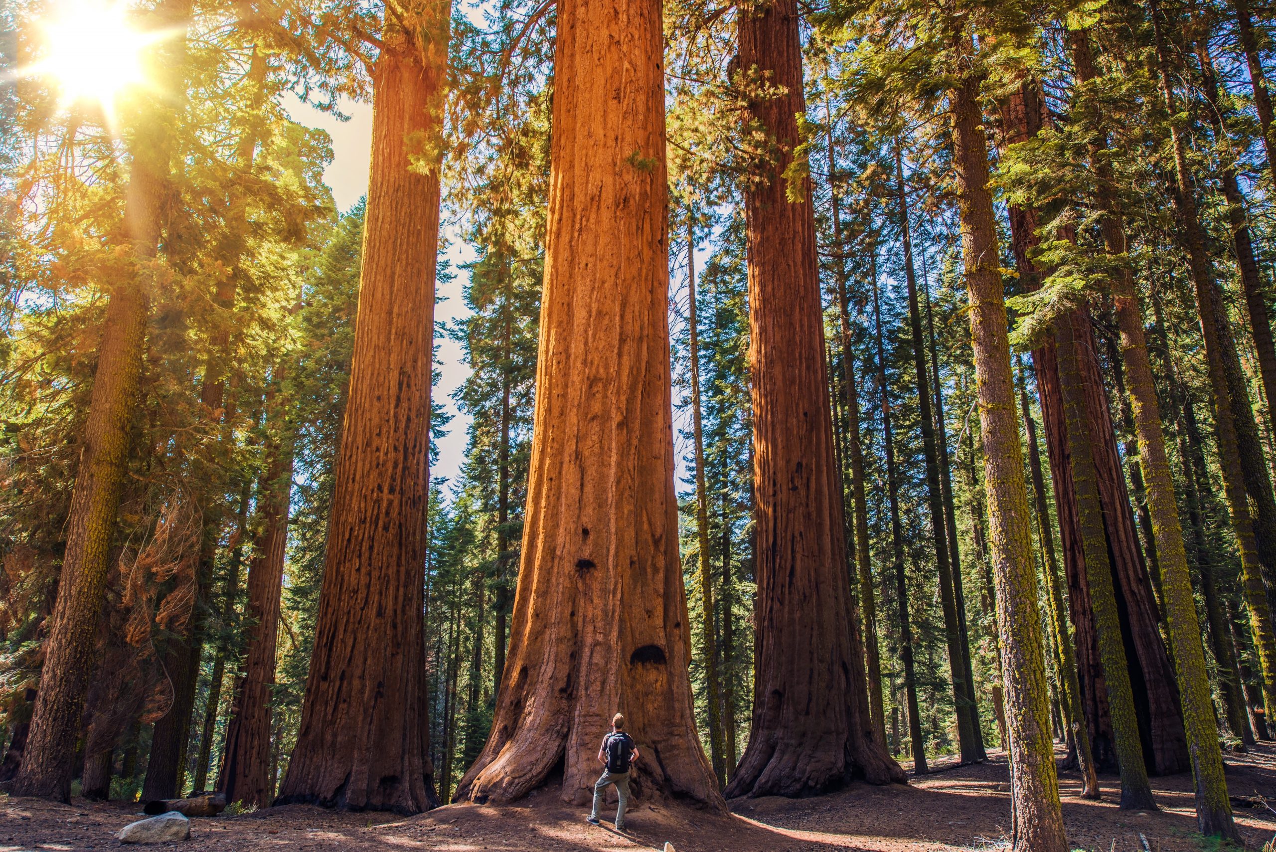 Redwood National Park, California, 5 národných parkov v USA s najkrajšou hviezdnou oblohou