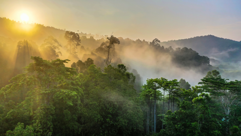 borneo