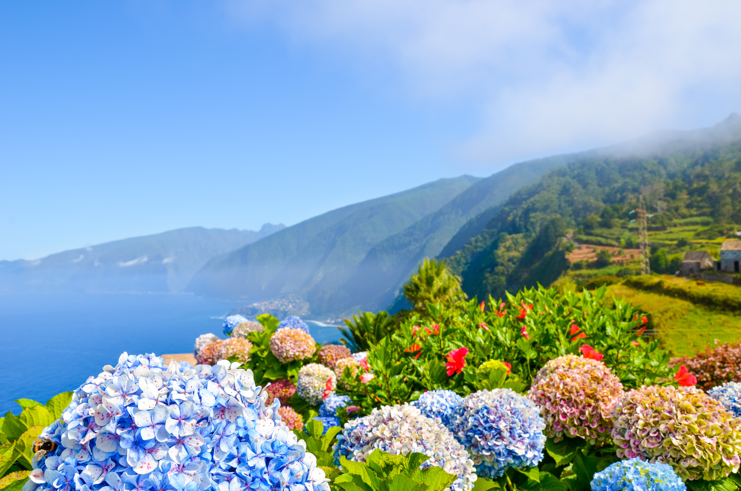 Colorful,Flowers,And,Beautiful,Northern,Coast,Of,Madeira,Island,,Portugal. PONUKA DŇA: Madeira s letenkami, 4*hotelom a raňajkami za 499€