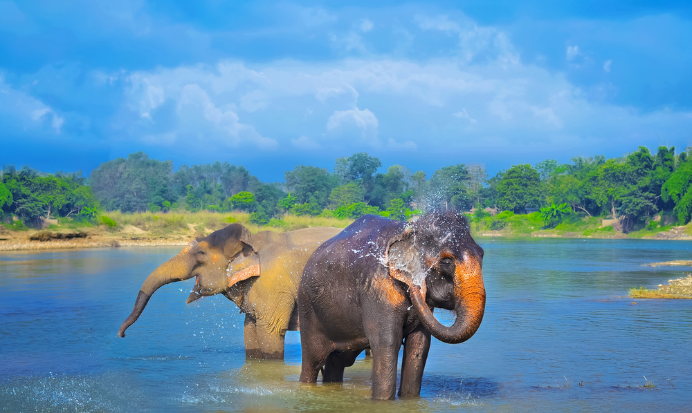 chitwan
