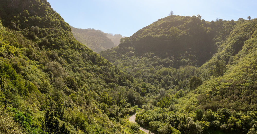 los tilos de moya gran canaria