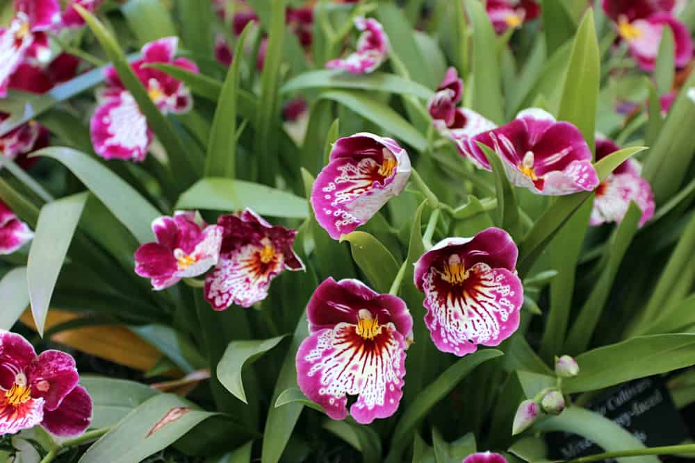 Orchidey na Jamajke
