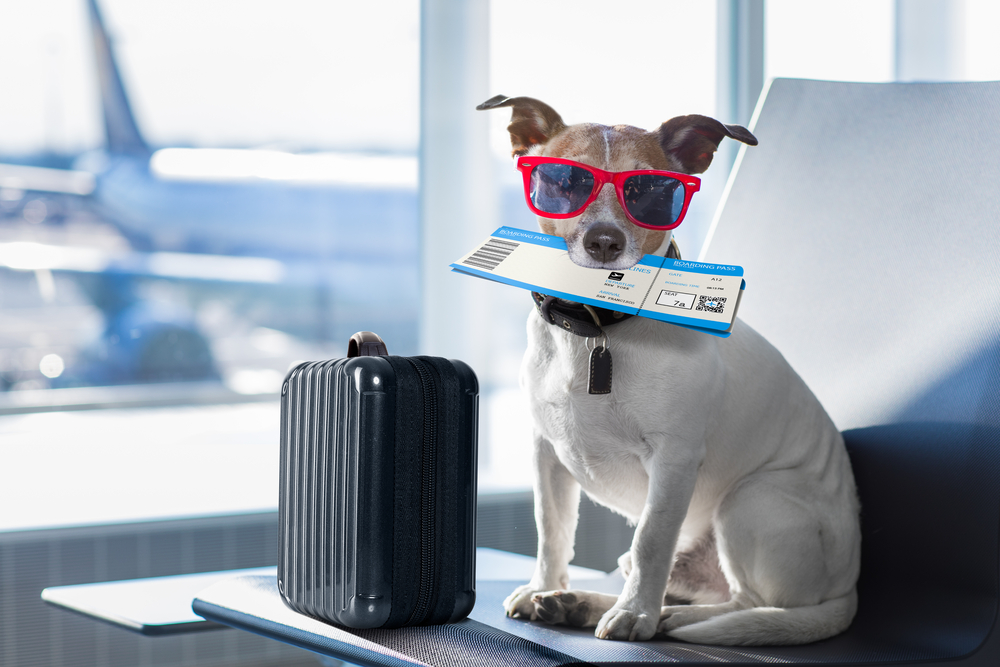 Holiday,Vacation,Jack,Russell,Dog,Waiting,In,Airport,Terminal,Ready TOP 7 aeroliniek, ktoré umožňujú prepravovať zvieratko na palube (cenník+užitočné info)