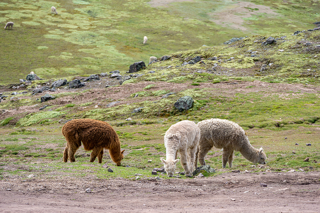 peru aplaky