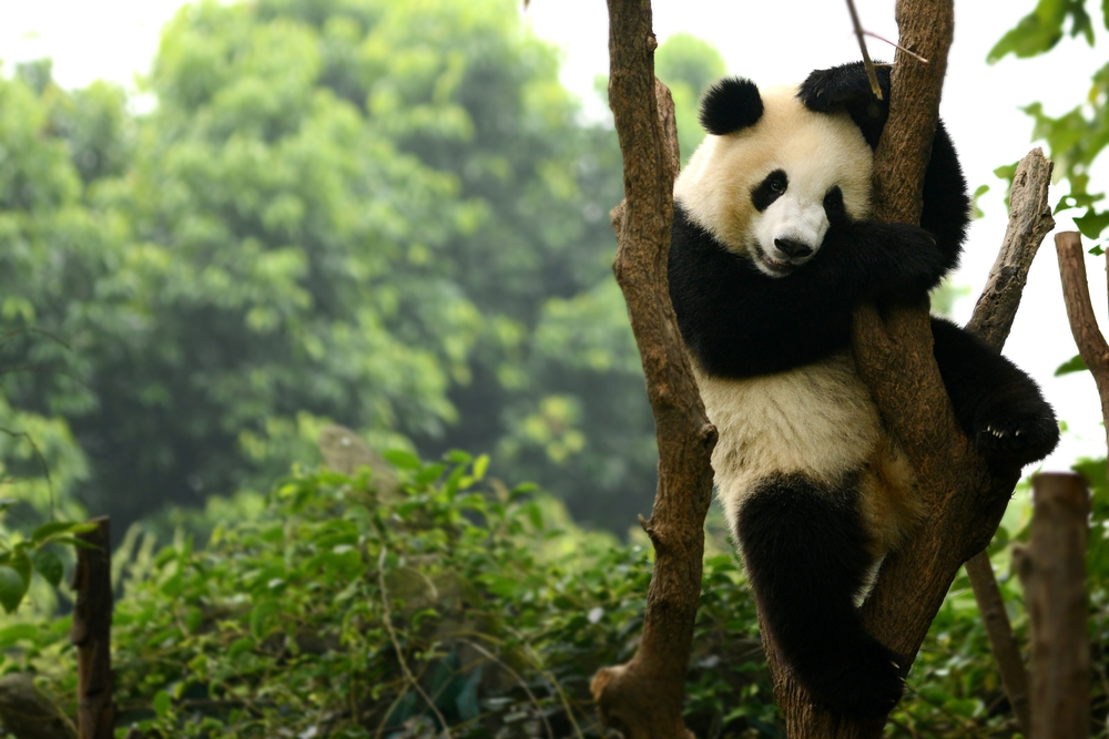 Cub,Of,Giant,Panda,Bear,Playing,On,Tree,Chengdu,,China Za pandami bez víz na 5-hviezdičkových krídlach Hainan Airlines. Leť do Číny od 399€