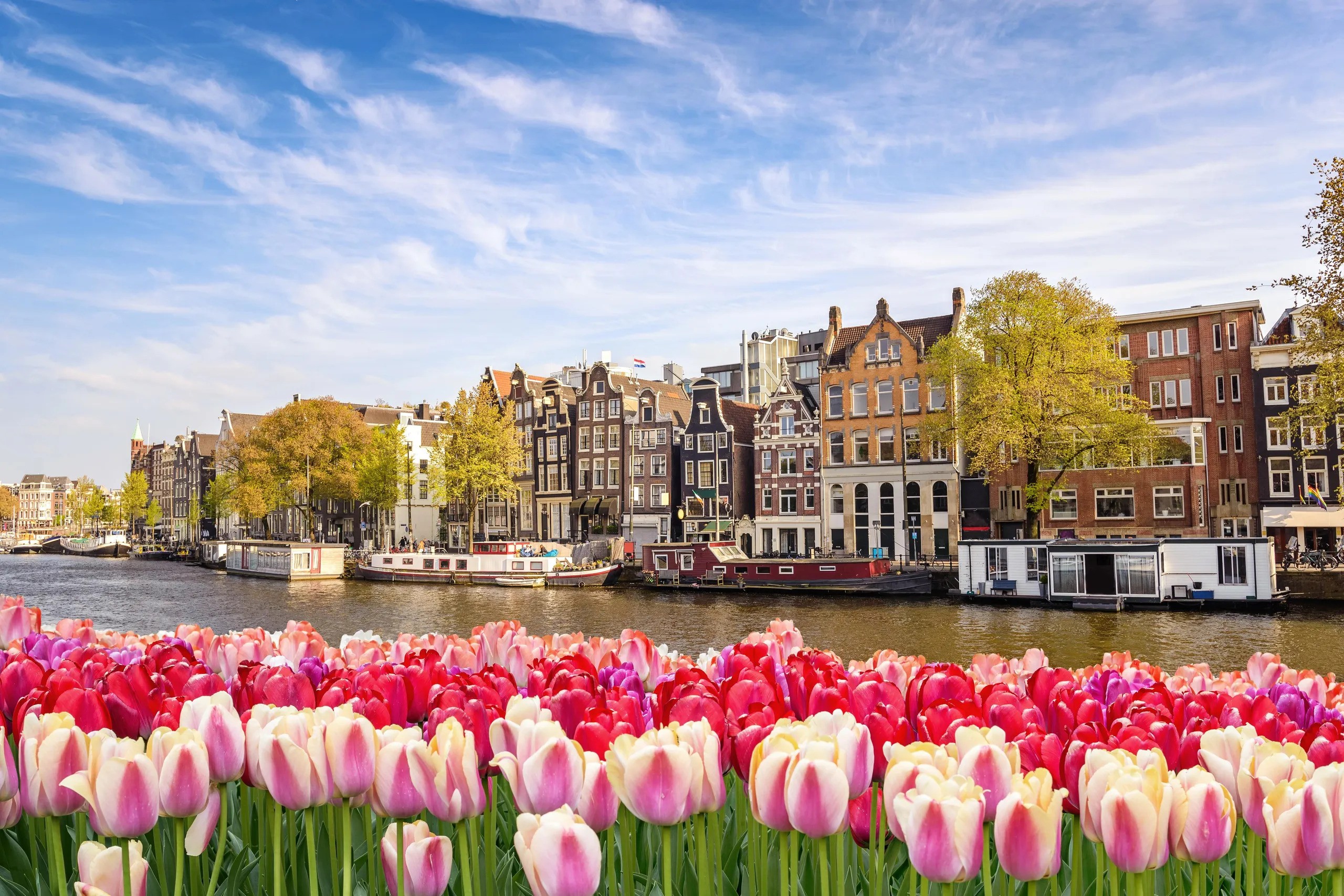 amsterdam tulipany PONUKA DŇA: Amsterdam a tulipánový festival od 599€!