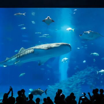 Okinawa,,Japan,-,14,September,2023?whale,Shark,At,Churaumi,Aquarium Okinawa: Havaj Japonska, kde čas plynie pomalšie a život dlhšie (REPORTÁŽ)