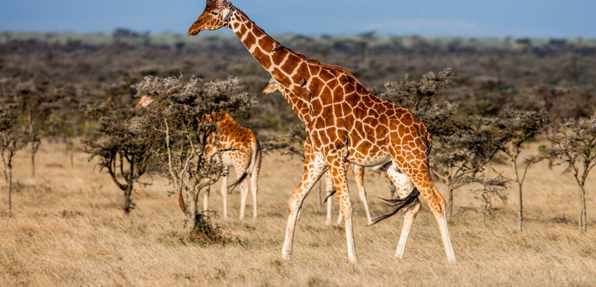 African giraffe in savannah. These graceful and pretty animals are herbivores Senegal sa vracia do Bratislavy. Od jesene bude africký raj dostupný priamym letom