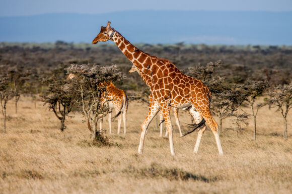 African giraffe in savannah. These graceful and pretty animals are herbivores Senegal sa vracia do Bratislavy. Od jesene bude africký raj dostupný priamym letom
