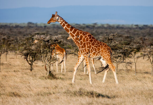 African giraffe in savannah. These graceful and pretty animals are herbivores Senegal sa vracia do Bratislavy. Od jesene bude africký raj dostupný priamym letom